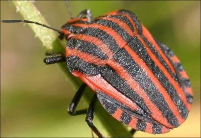 J´ai un got repoussant...