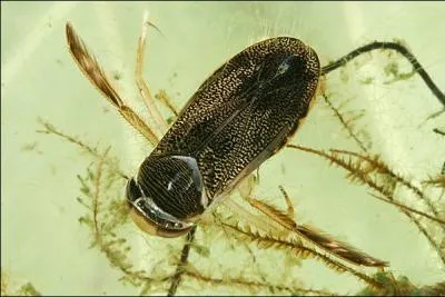 Je vis dans les eaux stagnantes...