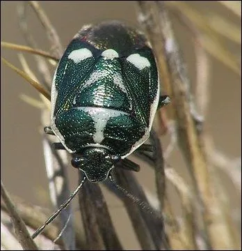 Je me nourrit de la sve de plantes crucifres...