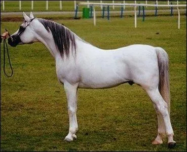 Cette robe est une robe blanche.