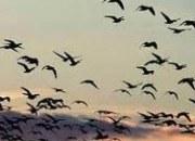Quiz Les oiseaux migrateurs