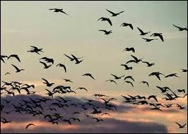 Les oiseaux migrateurs se déplacent...