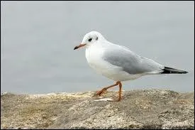 La mouette rieuse migre...