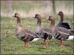 Les oies ou les grues se déplacent...