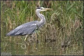 Les hérons cendrés font leurs nids...