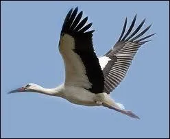 La cigogne noire se pose...