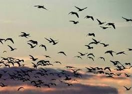 Quiz Oiseaux