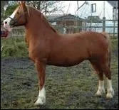 Quelle race de cheval est sur la photo ?