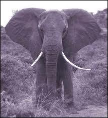 Les lphants vivent dans une structure matriarcale, le groupe est guid par une lphante femelle appele  matriarche .