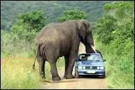 O peut-on rencontrer des lphants en Afrique ?