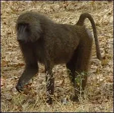 Les babouins sont connus pour tre des omnivores, mais n'hsitent pas  s'attaquer  des proies (gazelle, antilope) pour manger de la viande frache.
