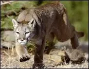 Lequel de ces flins ne peut-on pas rencontrer dans la savane africaine ?