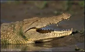 Lorsque le crocodile dvore une proie qu'il a chasse et qu'il se casse des dents, elles peuvent repousser une cinquantaine de fois.