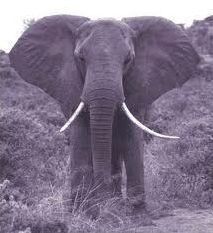 Quiz Savane