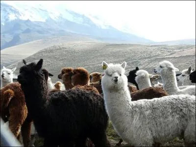 Situe dans la province de Pichincha,  2850 mtres d'altitude, je suis la capitale de ce pays !