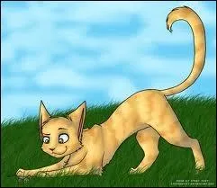 Qui est ce chat ? (Clan du Tonnerre)