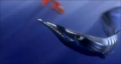 Dans quel dessin anim apparait Barracuda ?