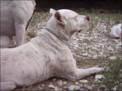 Quelle est cette race ?