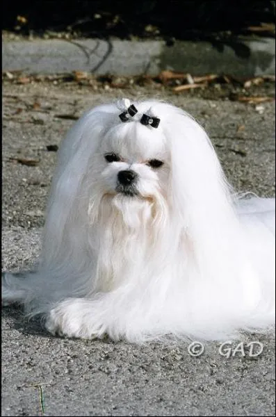 Quelle est cette race ?