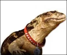 Comment s'appelle-t-il ?