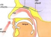 Quiz Anatomie du corps humain (16)