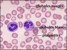 Compltez :  Ce sont les ... du sang qui se chargent de transporter l'oxygne  