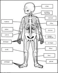 Dans quelle catgorie d'os classez-vous l'omoplate ?