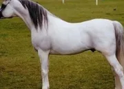 Quiz Galop 1