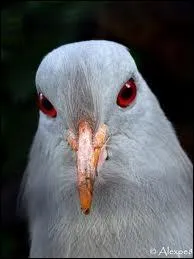 Quel oiseau n'existe plus ?