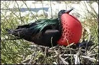 Quel oiseau ne vole pas ?