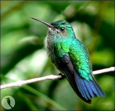 Quel oiseau est le plus color� ?