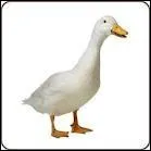 Quel oiseau est le pus dangereux.