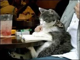 Quelle peinture de Carlo Dolci est ici imite ?