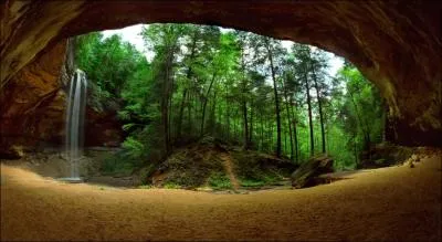 Observez ces arbres, de ces trois animaux, un seul est le bon, lequel ?