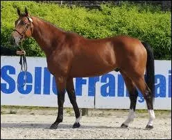 De quelle race est ce cheval ?