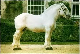 De quelle race est ce cheval ?