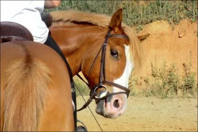 Lorsque le cheval tourne, le mouvement de l'encolure s'appelle :