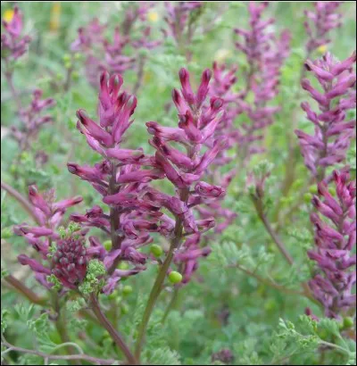 Les mdecins grecs, romains, les savants arabes et les druides gaulois prconisaient la fumeterre. Quel est l'organe cible de cette plante ?