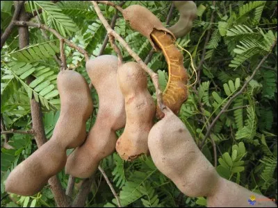 Le plus ancien trait de mdecine au monde, le papyrus Ebers, mentionne ce fruit  la pulpe acide et pre. Dans quel cas le tamarin est-il toujours utilis ?