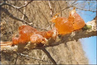 Les Europens se disputrent au XVIIIe sicle le commerce de la gomme arabique. Sa sve est riche en fibres qui facilitent le transit intestinal. Comment s'appellent-elles ?