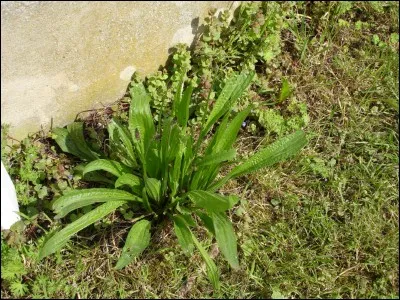 Quelle est la vertu, bien connue des randonneurs et des personnes souffrant d'inflammation des muqueuses de la gorge, attribue au plantain lancol ?