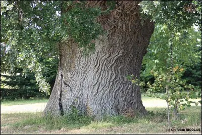 Cet arbre vient des montagnes de Turquie et d'Albanie. Les fruits d'automne sont immangeables, mais on utilise l'écorce comme décongestionnant et fortifiant. Dans quel cas ?