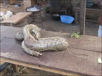 J'ignore comment on appelle le python dans cette langue, l'haoussa ...