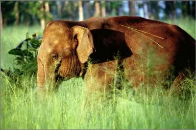 Les cingalais de ce pays parlent le tamoul !