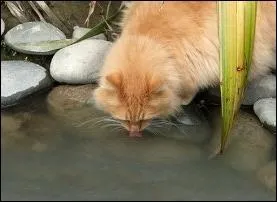 Quelle peinture de John William Waterhouse est ici imite ?