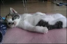 Quelle peinture de Mariano Fortuny est ici imite ?