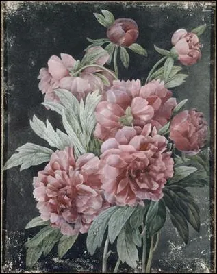 Branches de Pivoines