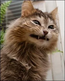 Quelle peinture de Rembrandt est ici imite ?