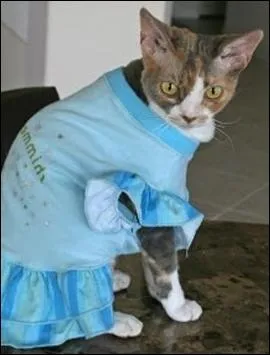 Quelle peinture de Richard Edward Miller est ici imite ?