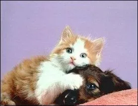 Quelle peinture de est ici imite ?